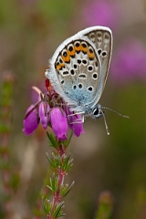 David Plant Photography - Wildlife Photography - Silver studded blue - H